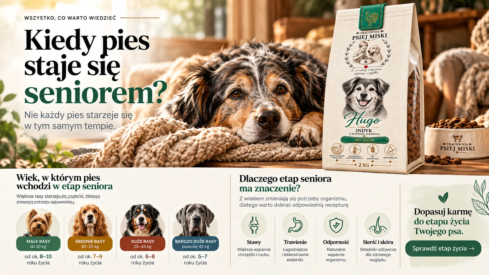 Kiedy pies staje się seniorem — wiek wejścia w etap seniora w zależności od wielkości rasy i zmieniające się potrzeby