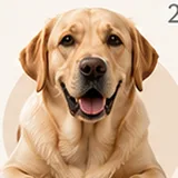 Bruno, labrador retriever