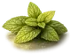 Mięta