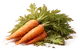 Marchewka
