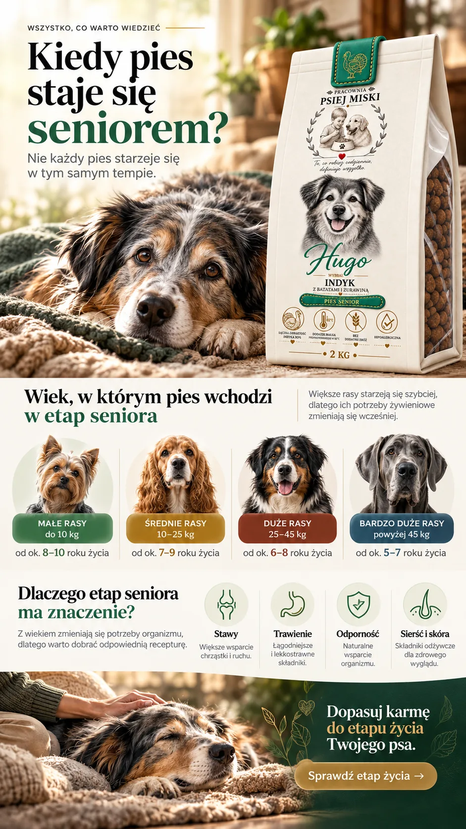 Kiedy pies staje się seniorem — wiek wejścia w etap seniora w zależności od wielkości rasy i zmieniające się potrzeby