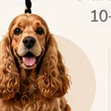 Figa, cocker spaniel